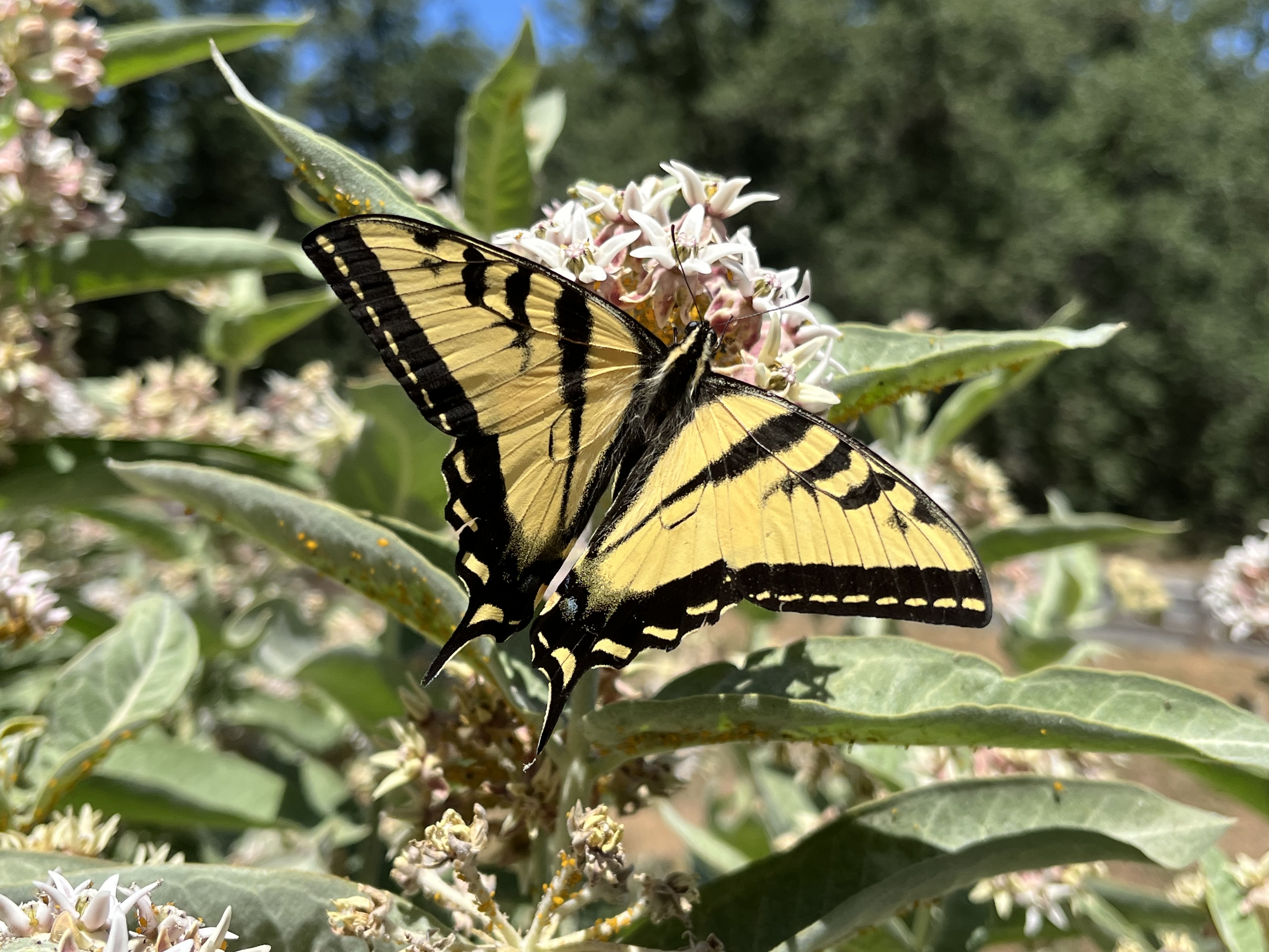 Butterfly on milkweed